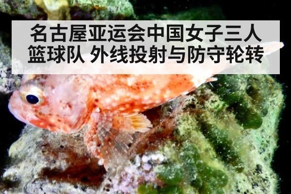 名古屋亚运会中国女子三人篮球队 外线投射与防守轮转